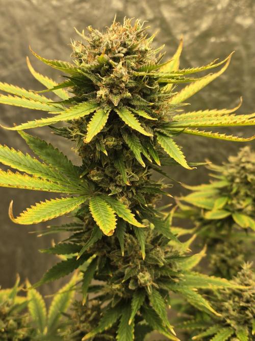🍋🍒🍪. Week 10