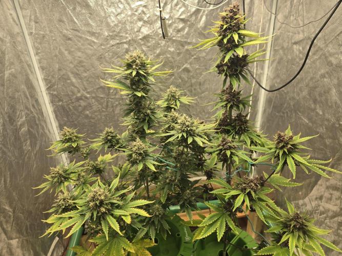 🍋🍒🍪. Week 10