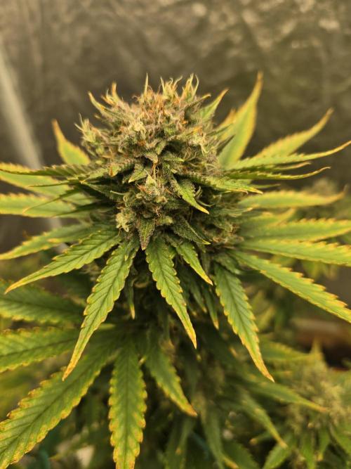 🍋🍒🍪. Week 10