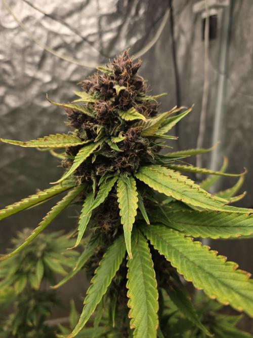 🍋🍒🍪. Week 10