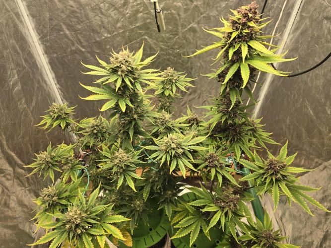 🍋🍒🍪. Week 10