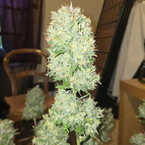 🍋🍒🍪. Week 11
