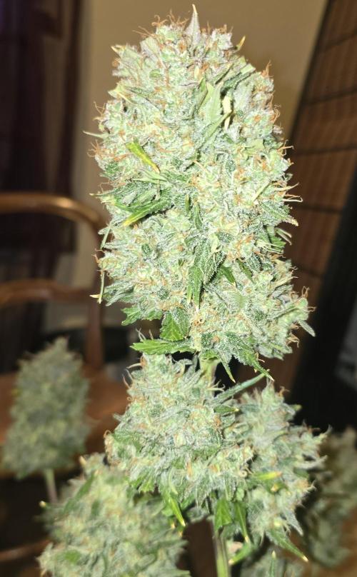 🍋🍒🍪. Week 11