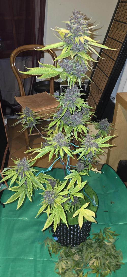 🍋🍒🍪. Week 11