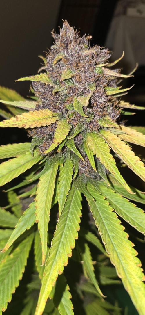 🍋🍒🍪. Week 11