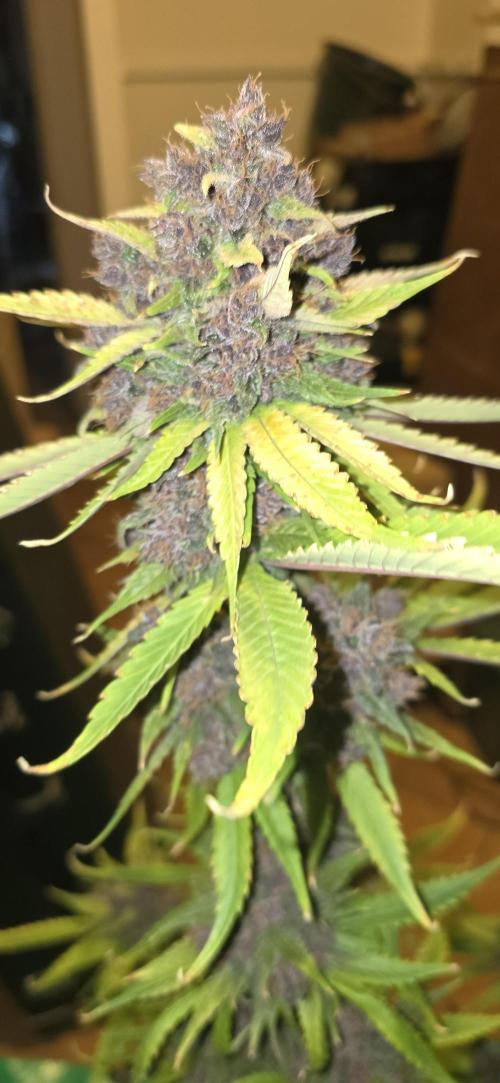 🍋🍒🍪. Week 11