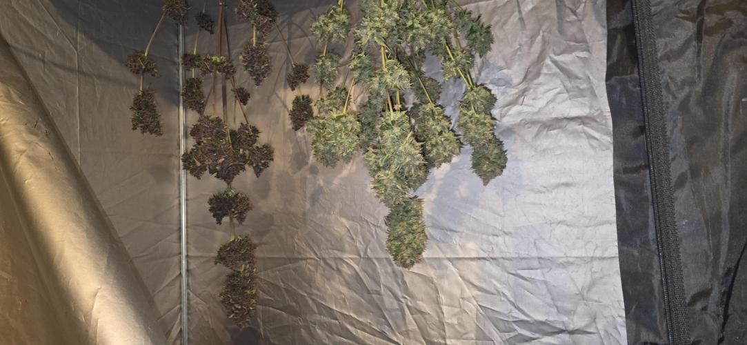🍋🍒🍪. Week 11