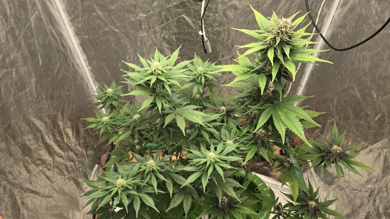 🍋🍒🍪. Week 7