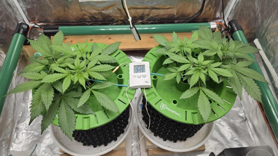 🍓🍓🍓🦍🦍🦍. Week 3