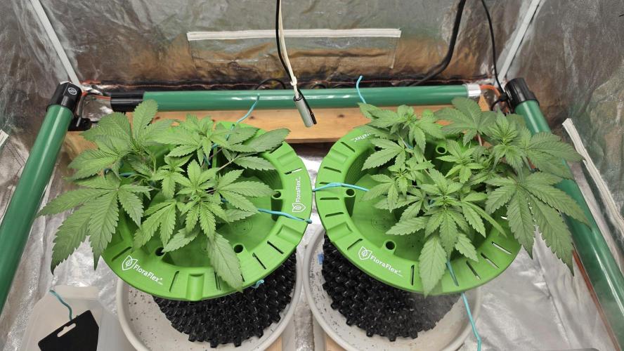 🍓🍓🍓🦍🦍🦍. Week 4 - 06/25