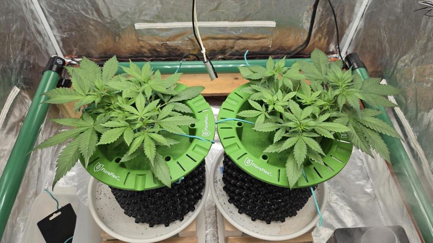 🍓🍓🍓🦍🦍🦍. Week 4 - 06/26