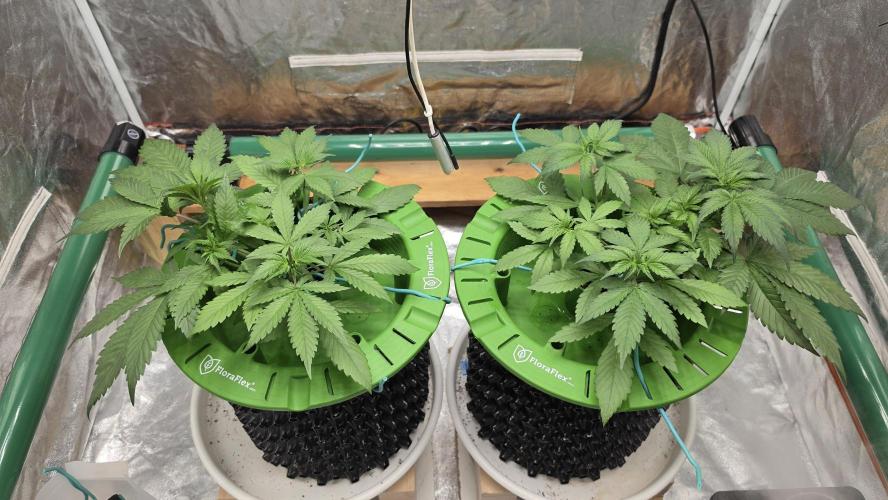 🍓🍓🍓🦍🦍🦍. Week 4 - 06/27