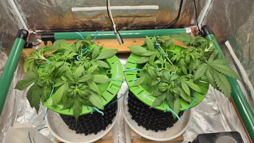 🍓🍓🍓🦍🦍🦍. Week 4 - 06/26