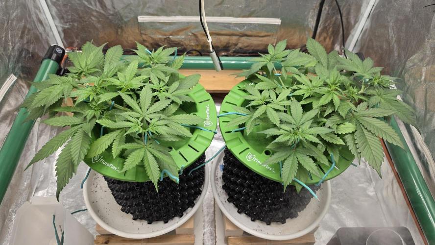 🍓🍓🍓🦍🦍🦍. Week 4 - 06/28