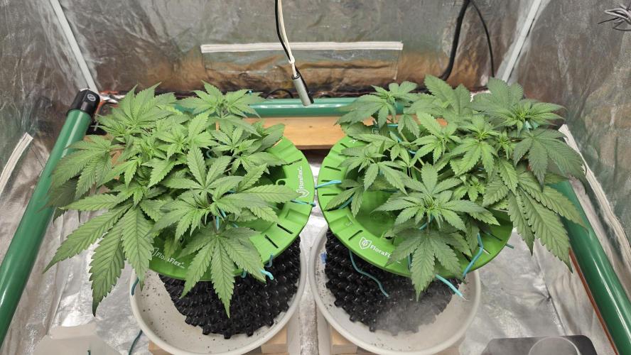 🍓🍓🍓🦍🦍🦍. Week 4 - 06/29