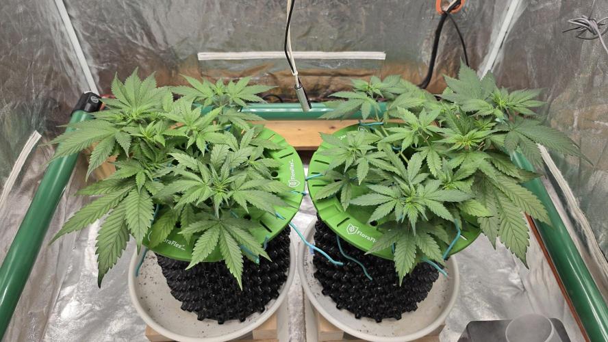 🍓🍓🍓🦍🦍🦍. Week 4 - 06/30