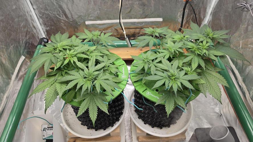 🍓🍓🍓🦍🦍🦍. Week 4 - 07/01