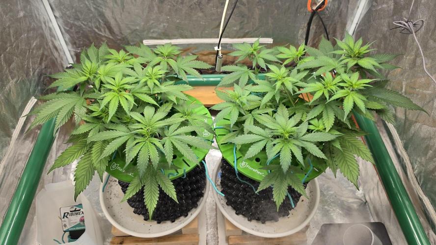 🍓🍓🍓🦍🦍🦍. Week 5 - 07/03