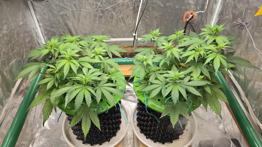 🍓🍓🍓🦍🦍🦍. Week 5 - 07/04