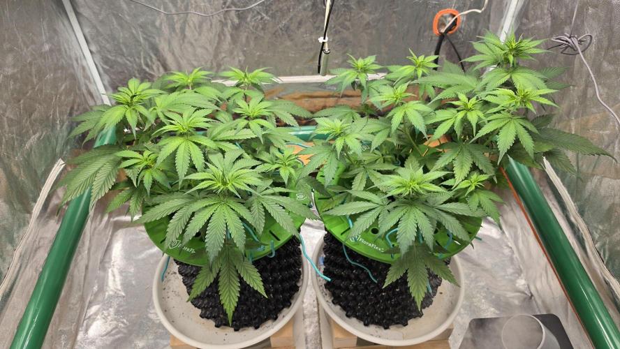 🍓🍓🍓🦍🦍🦍. Week 5 - 07/05