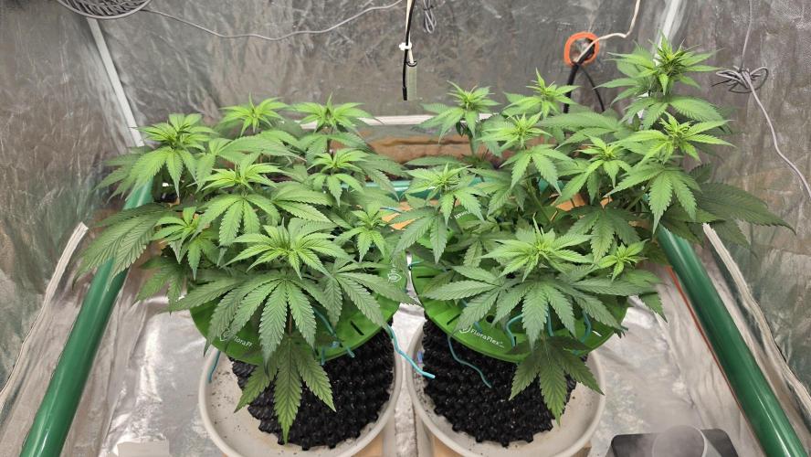 🍓🍓🍓🦍🦍🦍. Week 5 - 07/06