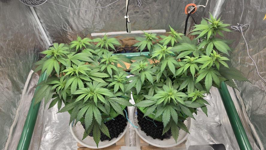 🍓🍓🍓🦍🦍🦍. Week 5 - 07/07