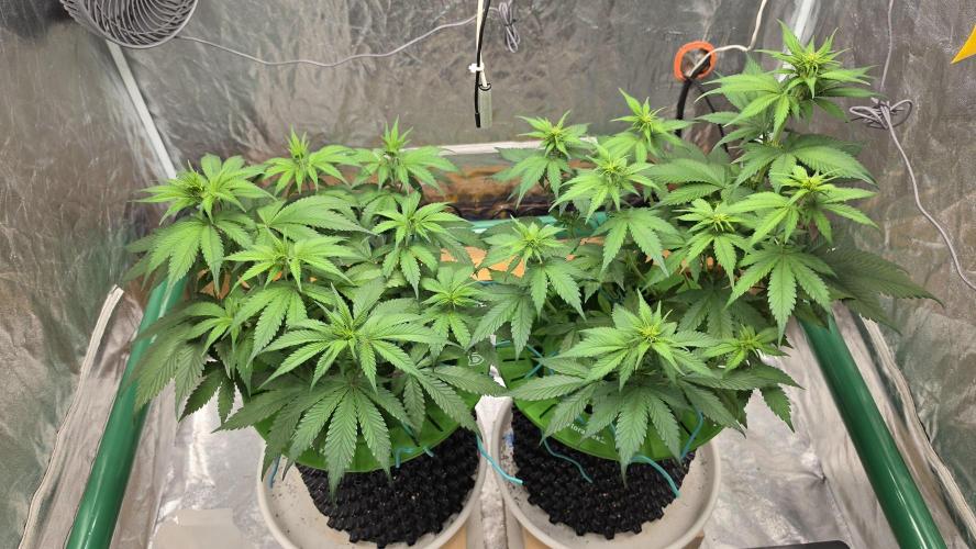 🍓🍓🍓🦍🦍🦍. Week 5 - 07/08