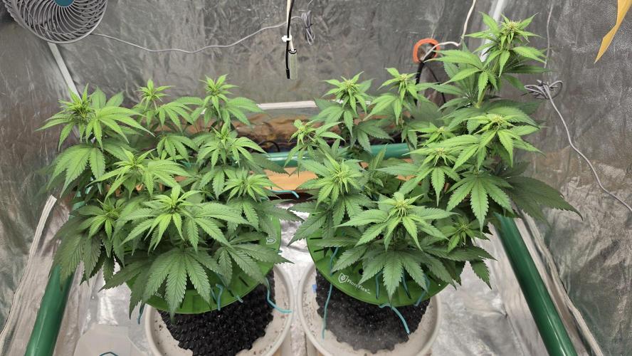 🍓🍓🍓🦍🦍🦍. Week 6 - 07/10
