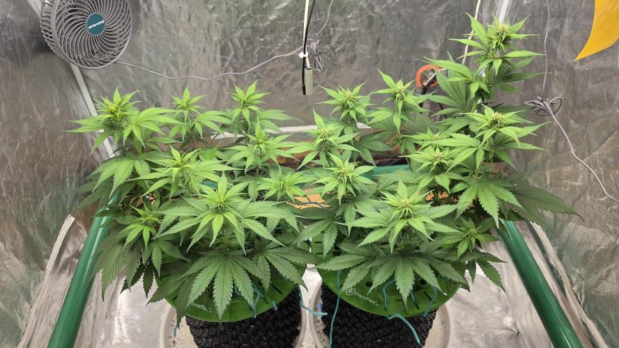 🍓🍓🍓🦍🦍🦍. Week 6