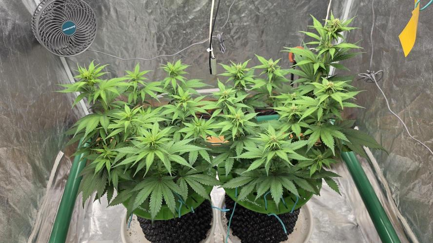 Strawberry Gorilla Auto. Week 6