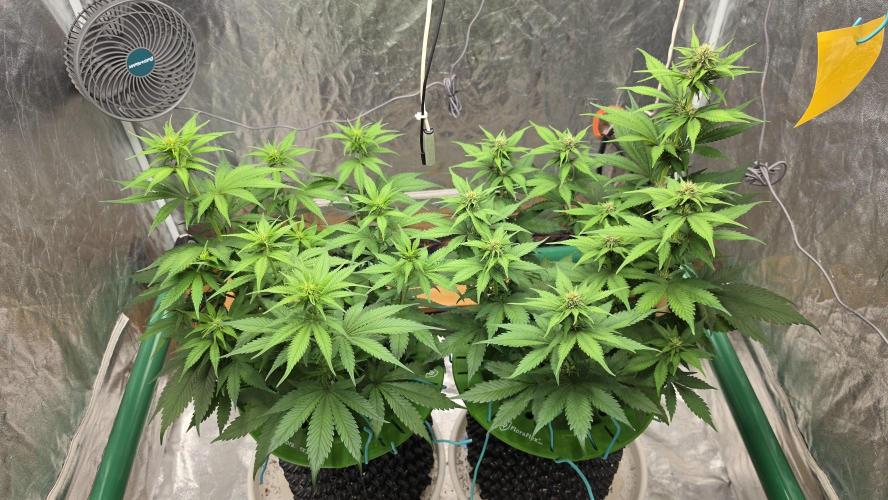 Strawberry Gorilla Auto. Week 6