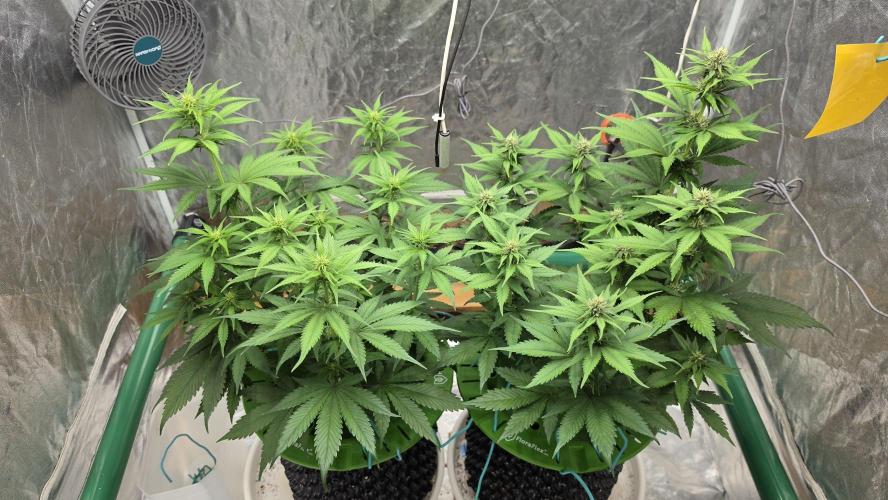 Strawberry Gorilla Auto. Week 6