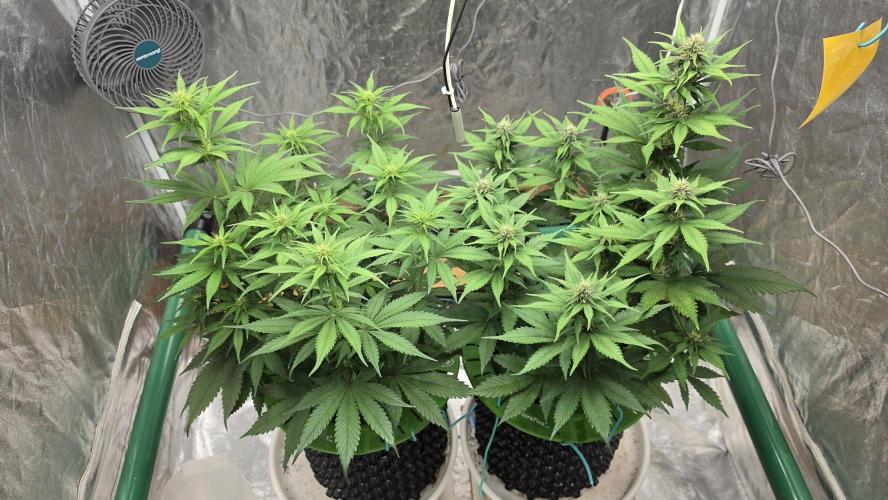 Strawberry Gorilla Auto. Week 6