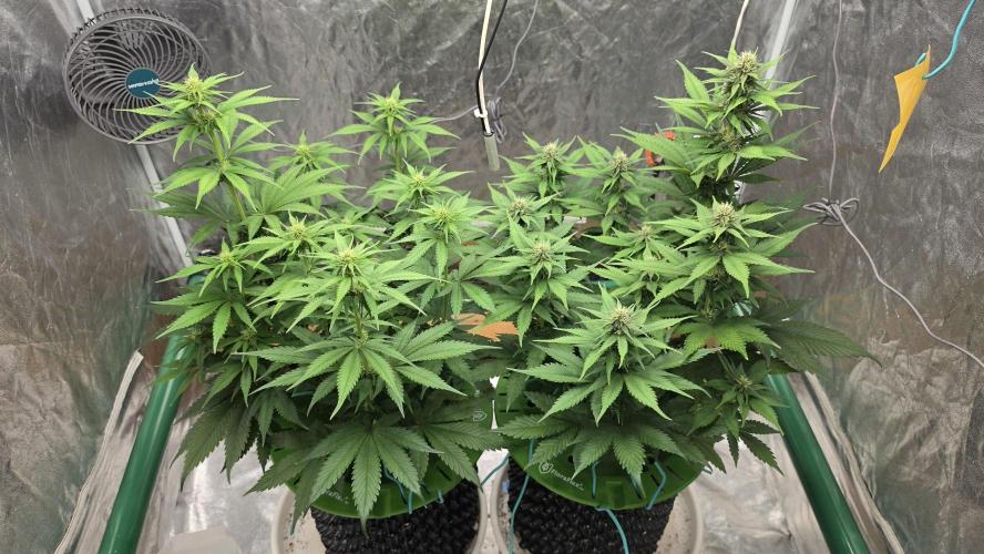 🍓🍓🍓🦍🦍🦍. Week 7 - 07/16