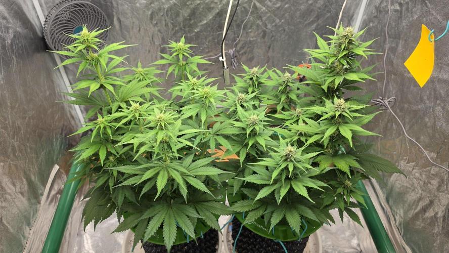 🍓🍓🍓🦍🦍🦍. Week 7 - 07/17