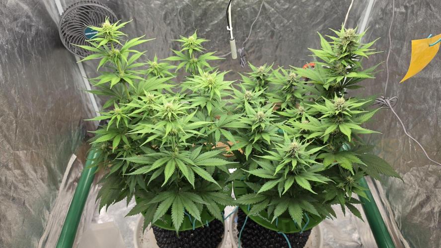 Strawberry Gorilla Auto. Week 7