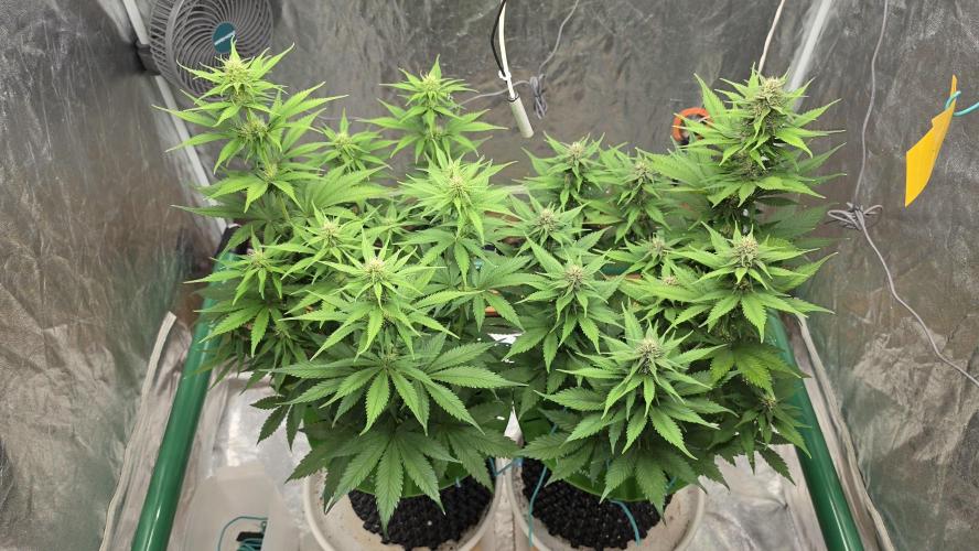 🍓🍓🍓🦍🦍🦍. Week 7 - 07/19