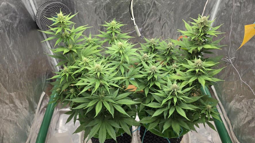 Strawberry Gorilla Auto. Week 7