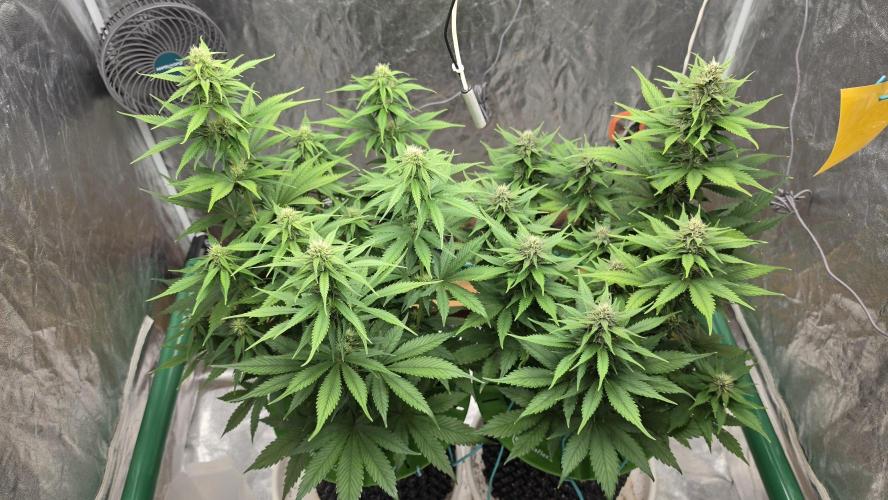 Strawberry Gorilla Auto. Week 7