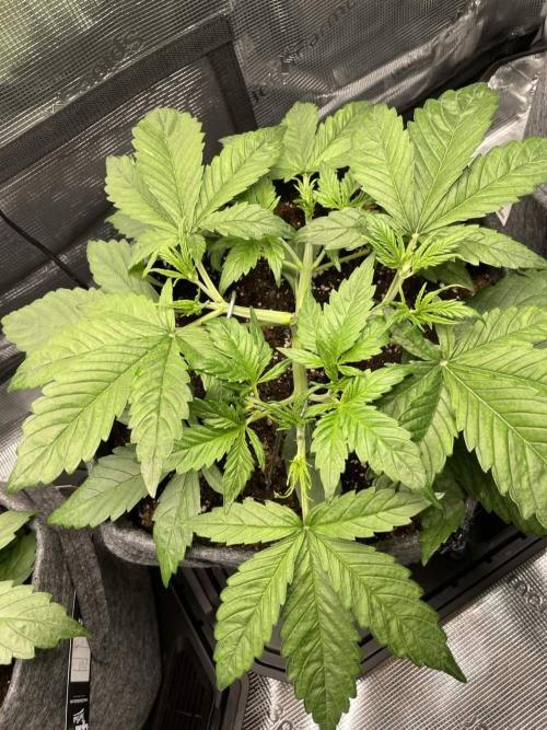 Z-Up Auto. Week 3