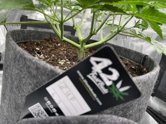 Z-Up Auto. Week 3