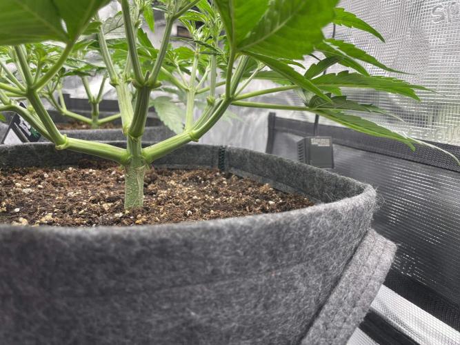 Z-Up Auto. Week 3