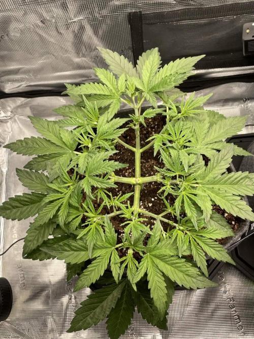 Z-Up Auto. Week 4 - both day 30