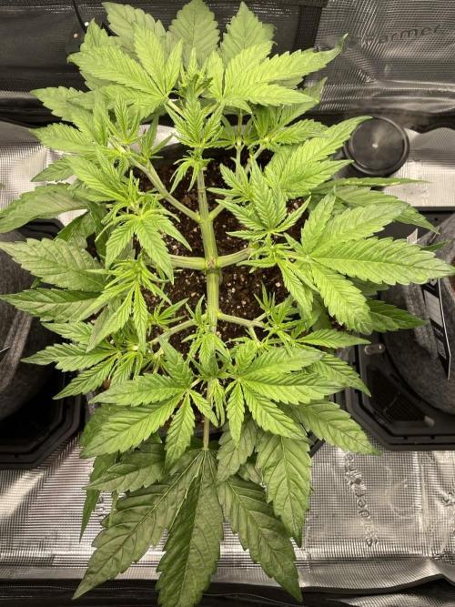 Z-Up Auto. Week 4