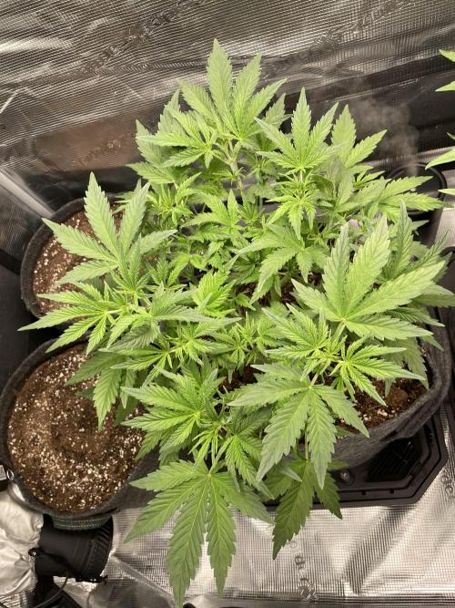 Z-Up Auto. Week 5 - both day 35