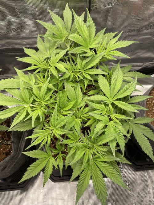 Z-Up Auto. Week 5