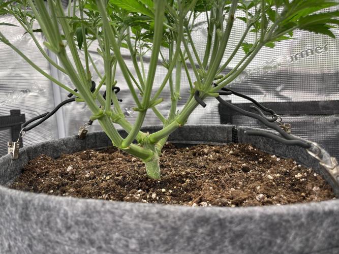 Z-Up Auto. Week 5