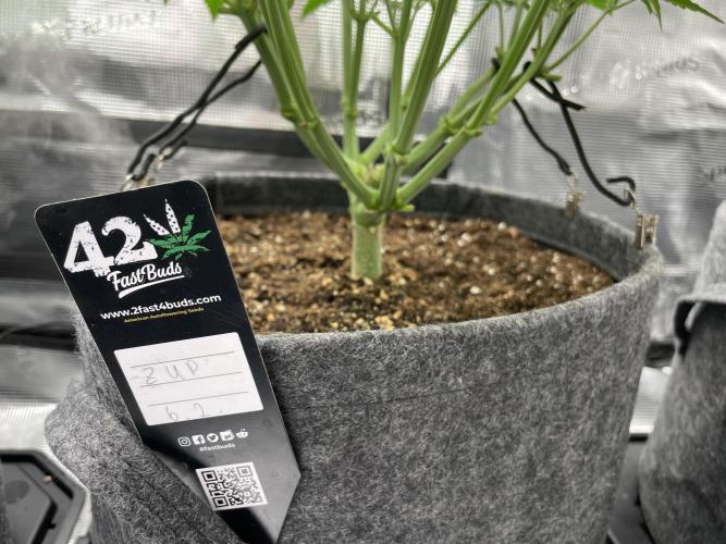 Z-Up Auto. Week 5