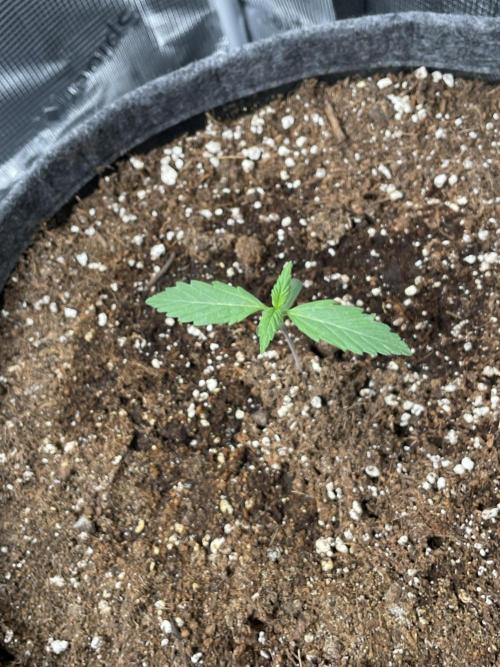 Lemon Cherry Cookies Auto. Week 0 - day 7 of lemon cherry cookies, eazy plug used for germination