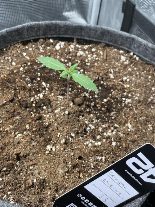 Lemon Cherry Cookies Auto. Week 0